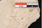 Foto (Detailansicht) von Taxodium distichum miocenicum Heer (NHMW-GEO-2024-0188-6429)